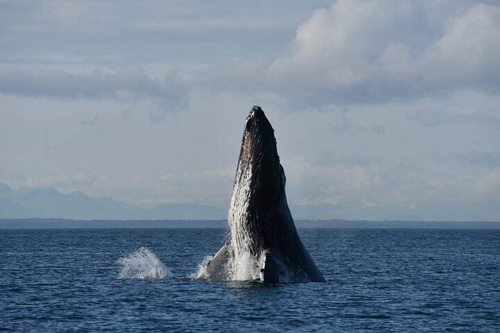 Alaska Whale Watching with bonus Drone viewing of Whales - Photo 1 of 25